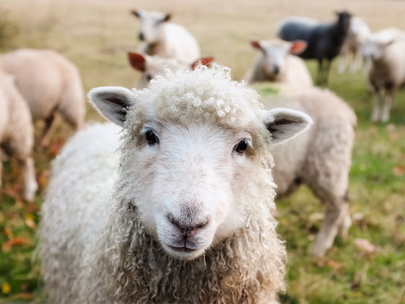 Sheeps on the Meadow